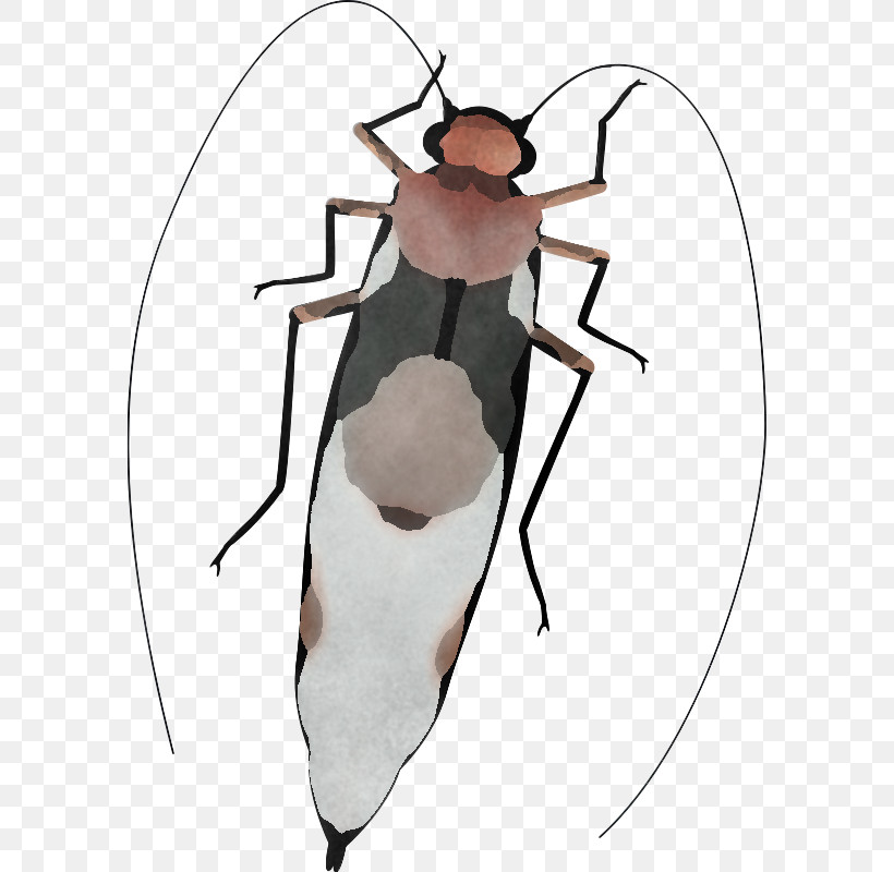 Insect Shoulder Pest Blister Beetles Cockroach, PNG, 586x800px, Insect, Blister Beetles, Cockroach, Pest, Shoulder Download Free