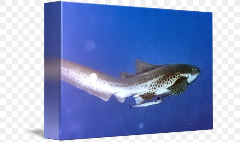 Tiger Shark Requiem Sharks Marine Biology, PNG, 650x487px, Tiger Shark, Biology, Carcharhiniformes, Cartilaginous Fish, Fauna Download Free