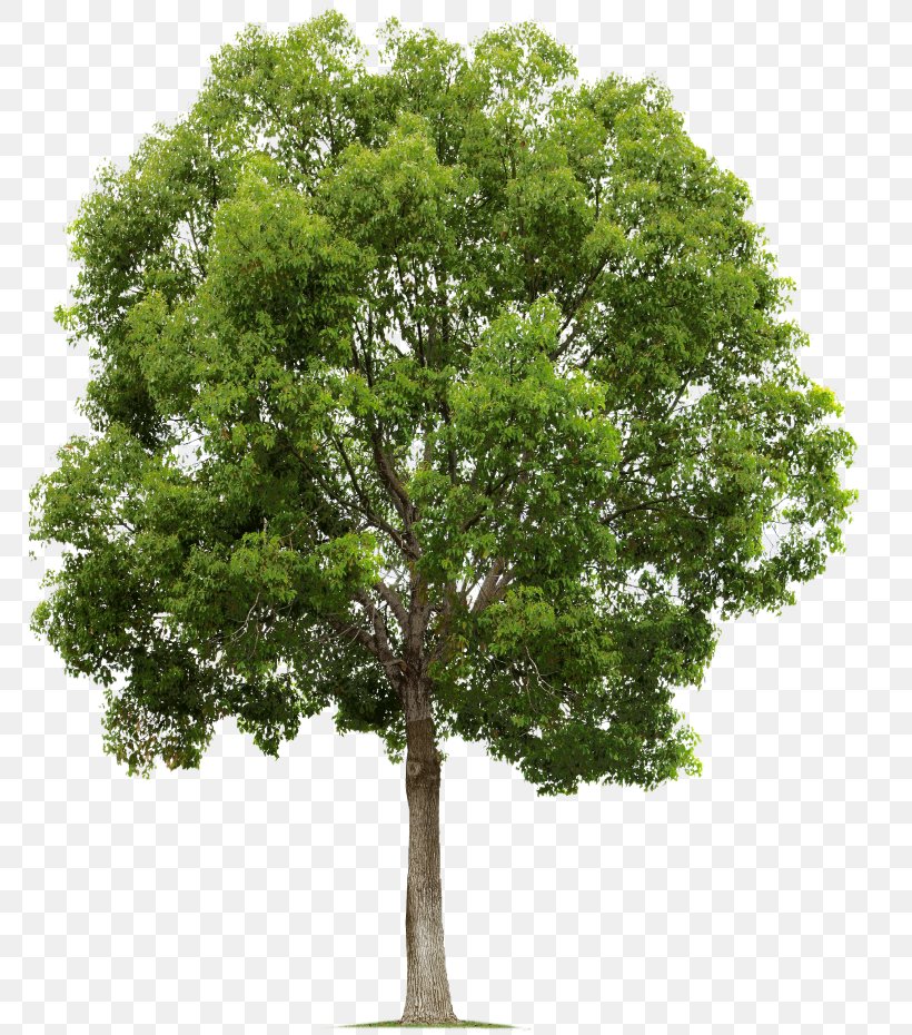 Tree Populus Nigra Alpha Compositing Clip Art, PNG, 768x930px, Tree, Alpha Compositing, Branch, Cottonwood, Image Resolution Download Free