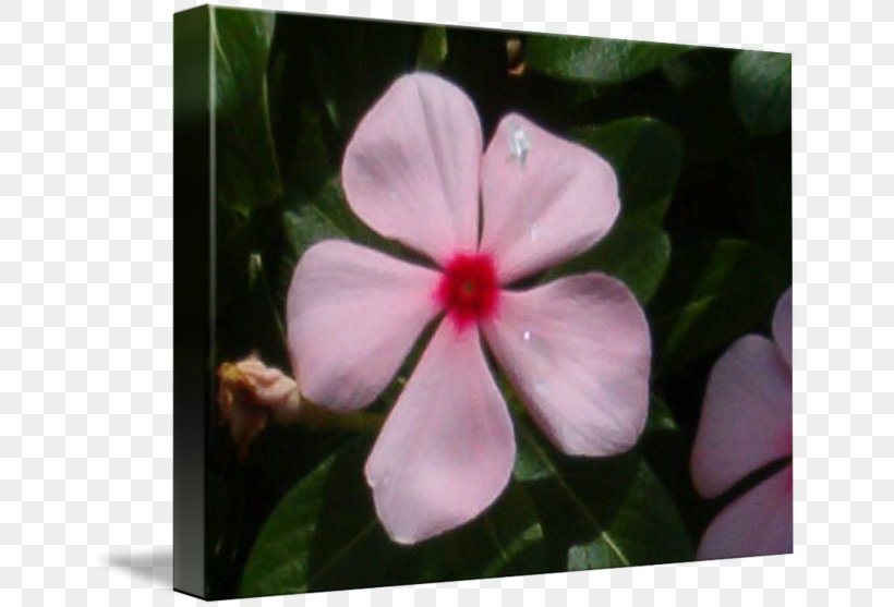 Violet Mallows Periwinkle Catharanthus Roseus, PNG, 650x557px, Violet, Blanket, Catharanthus Roseus, Family, Flora Download Free
