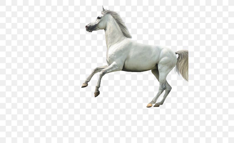 Arabian Horse Highland Pony Stallion White, PNG, 500x500px, Arabian Horse, Animal, Bridle, Colt, Gray Download Free