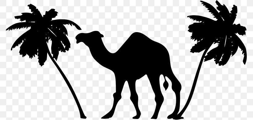 Dromedary Sahara, PNG, 781x388px, Dromedary, Arabian Camel, Black And White, Camel, Camel Like Mammal Download Free