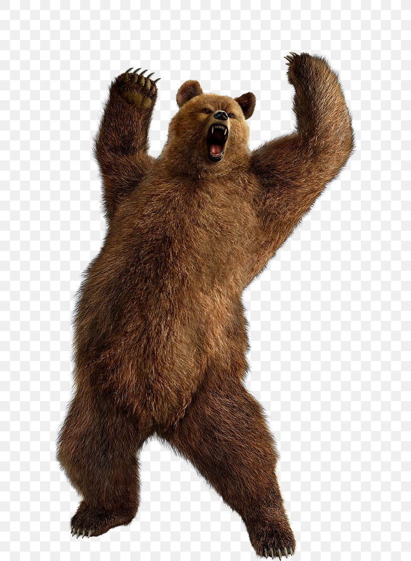 Polar Bear Grizzly Bear American Black Bear, PNG, 613x1119px, Bear, Alaska Peninsula Brown Bear, American Black Bear, Brown Bear, Carnivoran Download Free