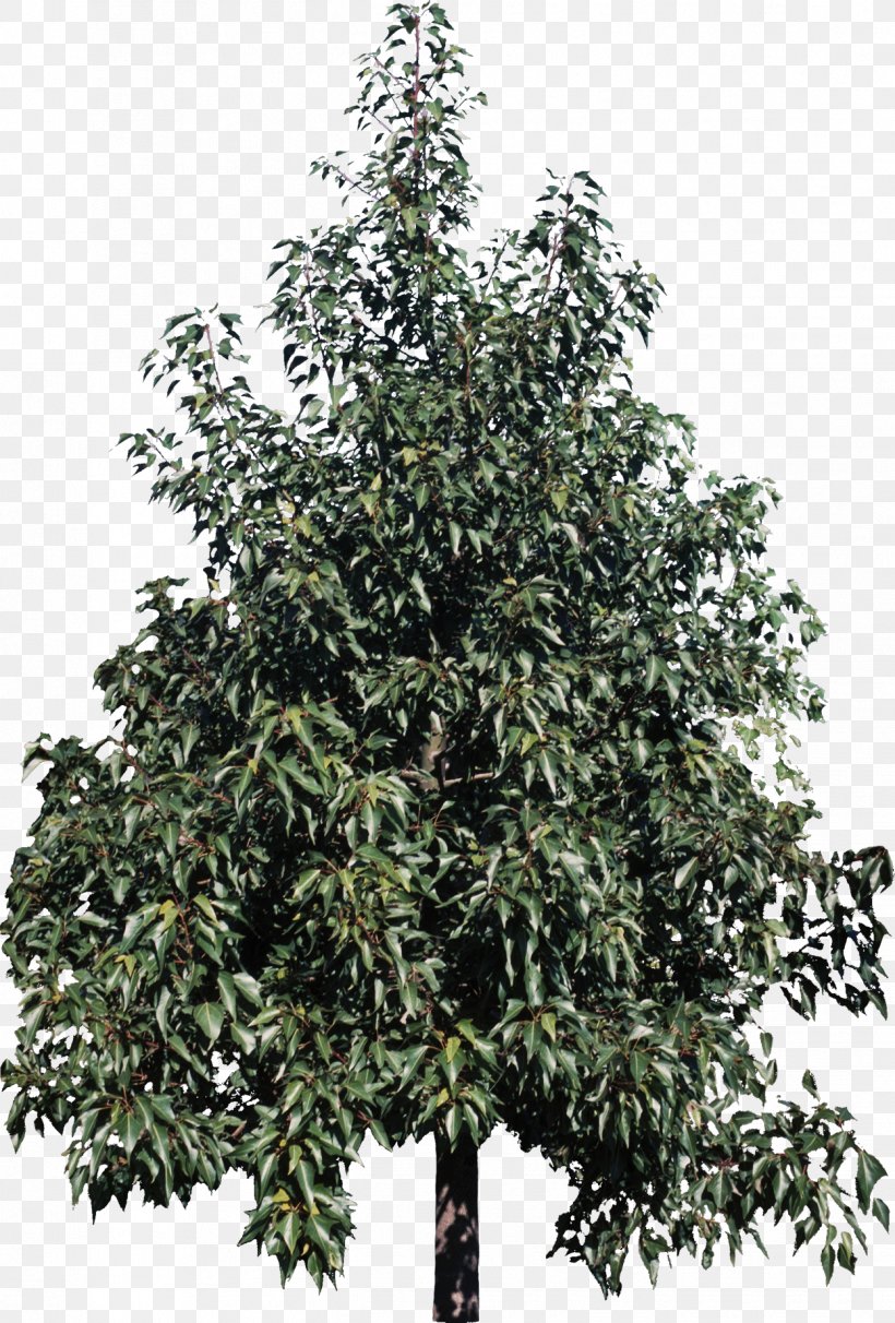 Tree Kurrajong Plant Shrub Catalpa Speciosa, PNG, 1248x1846px, Tree, American Sweetgum, Bottlebrushes, Brachychiton, Branch Download Free