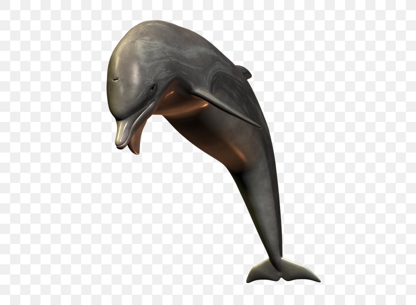 Tucuxi Common Bottlenose Dolphin Short-beaked Common Dolphin, PNG, 800x600px, Tucuxi, Beak, Bottlenose Dolphin, Cetaceans, Common Bottlenose Dolphin Download Free