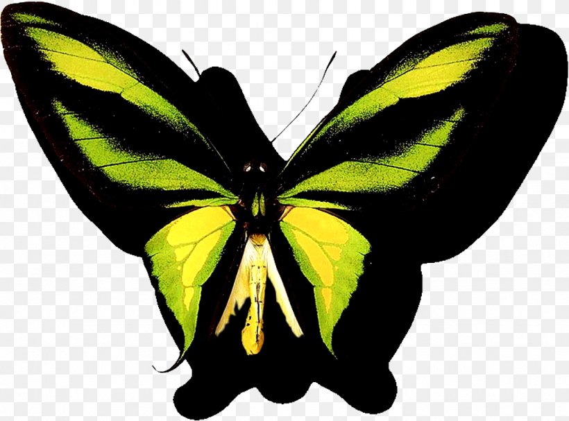 Butterfly Computer File, PNG, 1024x759px, Butterfly, Arthropod, Brush Footed Butterfly, Butterflies And Moths, Highdefinition Television Download Free