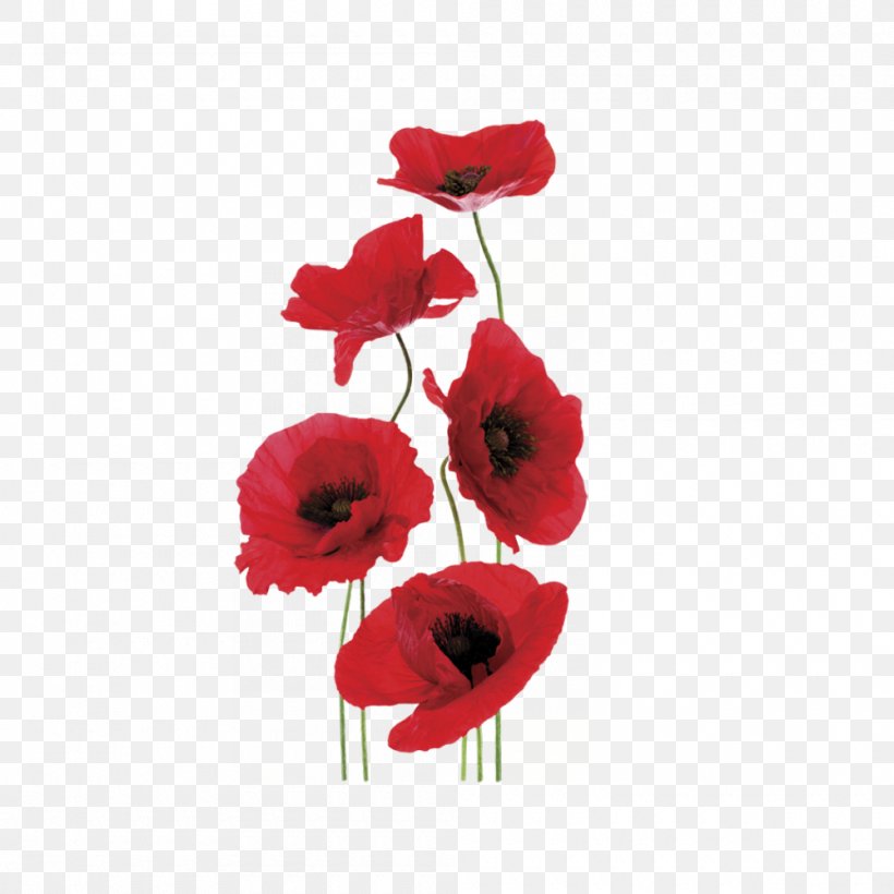 Common Poppy World War I Anzac Day Modern History Syllabus, PNG, 1000x1000px, Poppy, Anzac Day, Artificial Flower, Common Poppy, Coquelicot Download Free