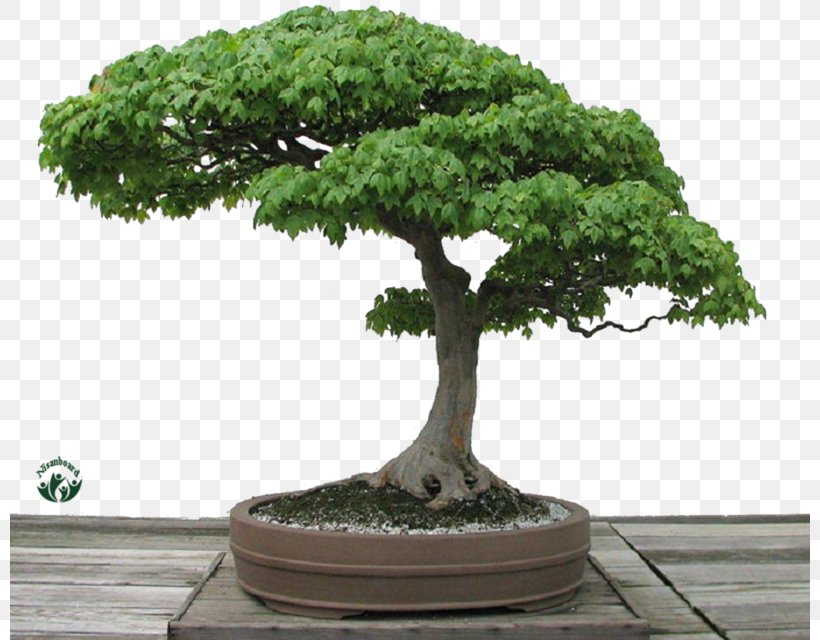 Japanese Maple Bonsai Sageretia Theezans 5 Yrs Old Chinese Plum Chinese Sweet Plum Tree, PNG, 800x640px, Japanese Maple, Bonsai, Chinese Sweet Plum, Evergreen, Flowerpot Download Free