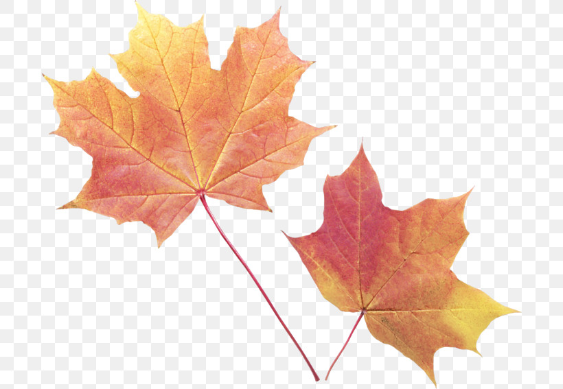 Maple Leaf, PNG, 700x567px, Leaf, Black Maple, Deciduous, Maple, Maple Leaf Download Free