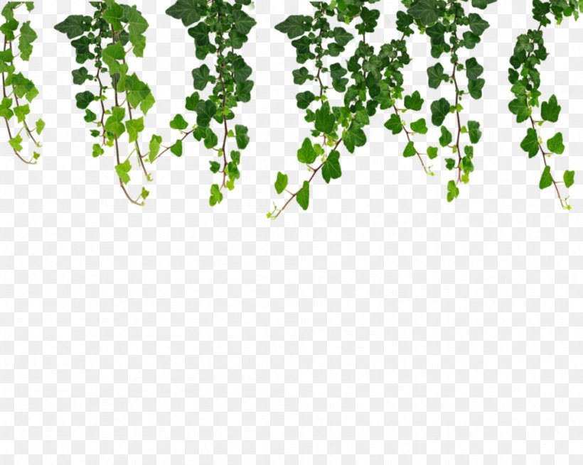 Vine Ivy Clip Art, PNG, 999x799px, Vine, Branch, Deviantart, Flora, Flower Download Free