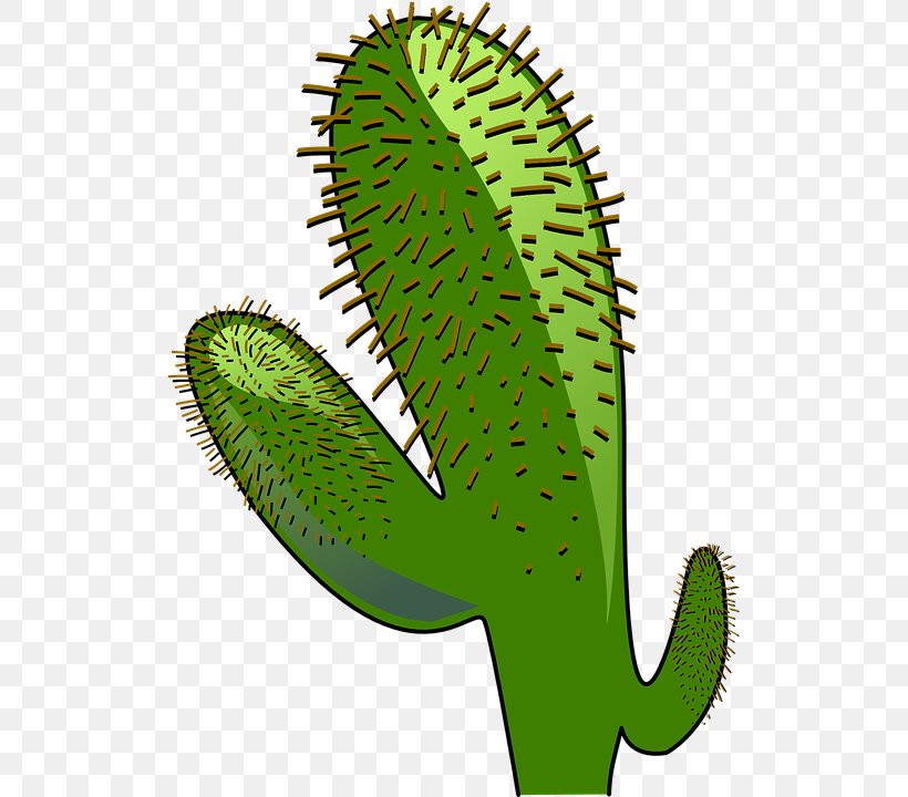Cactaceae Saguaro Clip Art, PNG, 517x720px, Cactaceae, Cactus, Cactus Wren, Caryophyllales, Flower Download Free