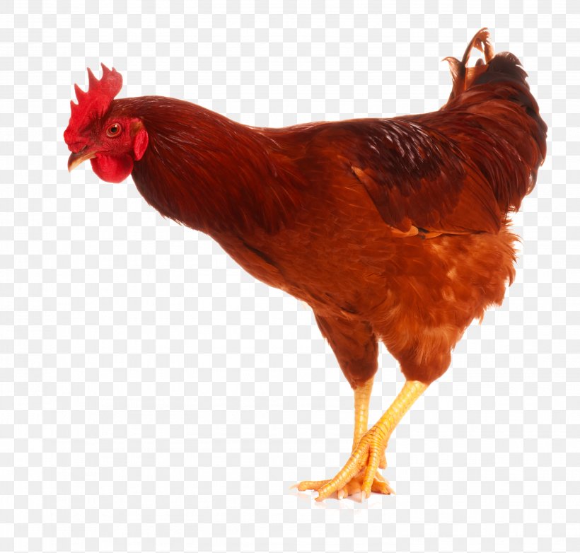 Chicken As Food Rooster Poultry Image, PNG, 2984x2848px, Chicken, Beak, Bird, Chicken As Food, Chicken Coop Download Free