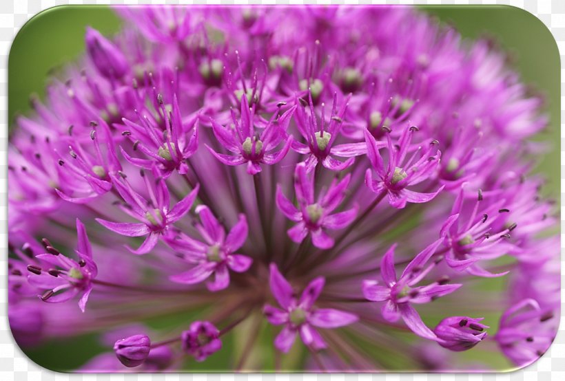 Chives Herbaceous Plant, PNG, 1345x910px, Chives, Flower, Flowering Plant, Herbaceous Plant, Onion Genus Download Free