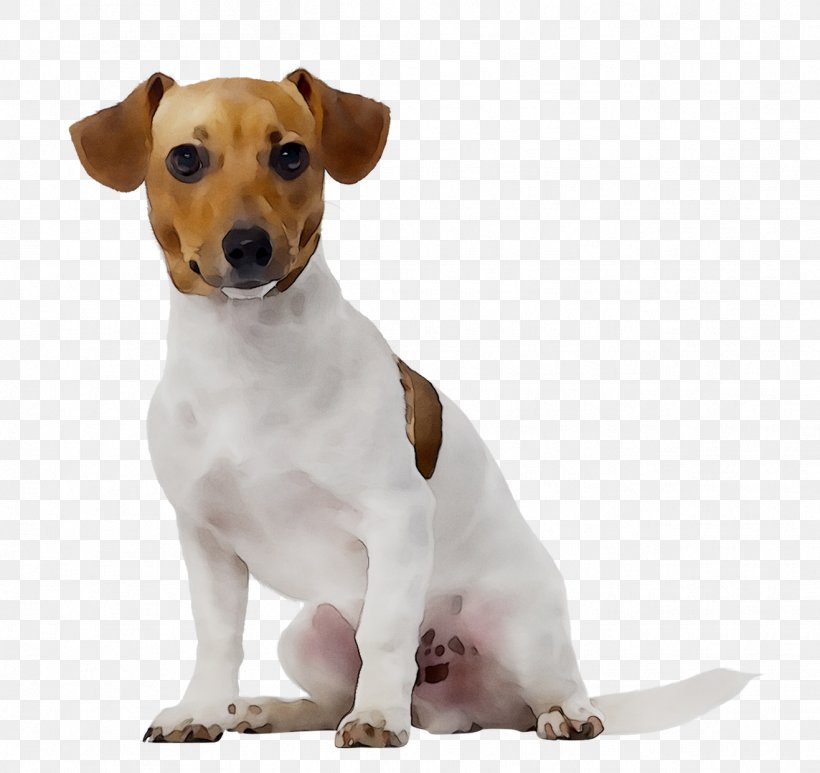 Jack Russell Terrier Pet Sitting Dog Walking Dog Daycare, PNG, 1317x1243px, Jack Russell Terrier, Ancient Dog Breeds, Brazilian Terrier, Canidae, Carnivore Download Free