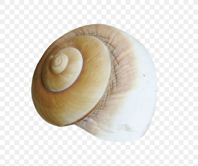 Sea Snail Conchology Seashell Mollusc Shell, PNG, 700x687px, 2017, Snail, Baltic Clam, Baltic Macoma, Blog Download Free