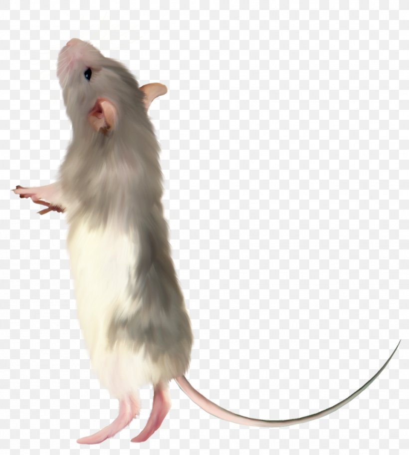 Computer Mouse Rat Fancy Mouse, PNG, 961x1069px, Mouse, Computer Mouse, Fancy Mouse, Fauna, Gerbil Download Free