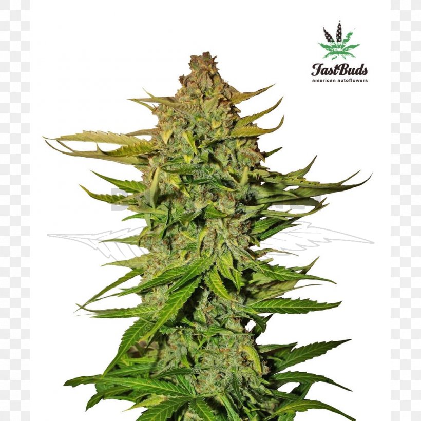 Cannabis Ruderalis Autoflowering Cannabis Cannabis Cultivation Northern Lights Seed Bank, PNG, 1000x1000px, Cannabis Ruderalis, Autoflowering Cannabis, Blue Dream, Cannabis, Cannabis Cultivation Download Free