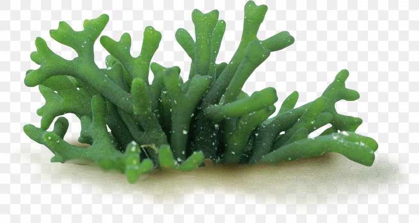 Codium Fragile Algae Seaweed Spirulina, PNG, 2618x1397px, Algae, Chlorella, Codium, Ecosphere, Food Download Free