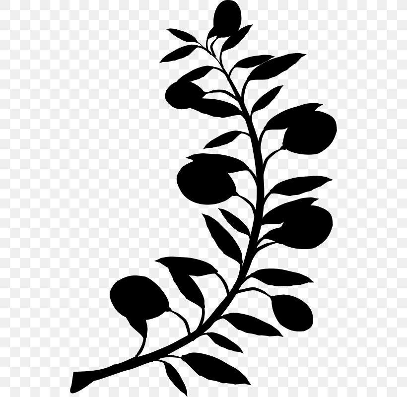 Olive Branch Chicago Image Turmus Ayya, PNG, 538x800px, Olive Branch, Aubagne, Blackandwhite, Botany, Branch Download Free