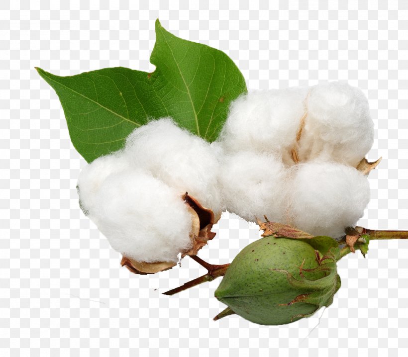 Organic Cotton Cottonseed Oil, PNG, 1473x1290px, Organic Cotton, Agriculture, Branch, Bt Cotton, Company Download Free