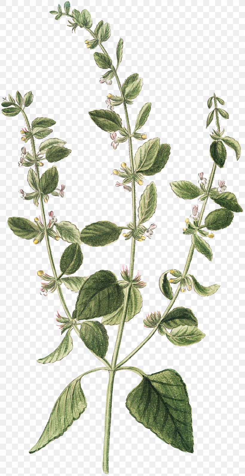 Paper Herb Leaf, PNG, 1239x2400px, Paper, Craft, Fairy, Herb, Herbalism Download Free