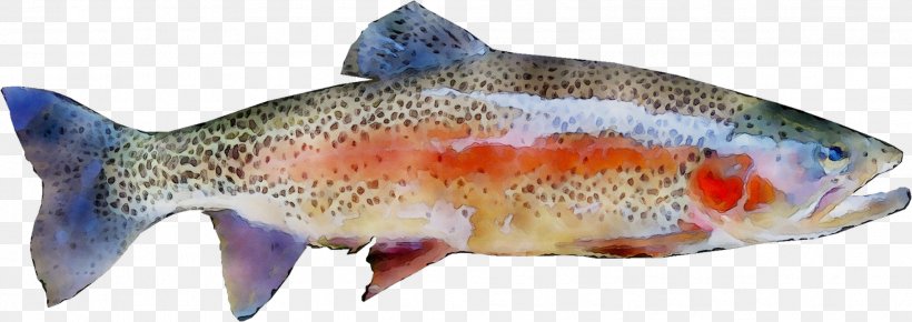 Salmon Rainbow Trout Atlanti Lazac Fish, PNG, 1967x697px, Salmon, Arctic Char, Bonyfish, Brown Trout, Coastal Cutthroat Trout Download Free