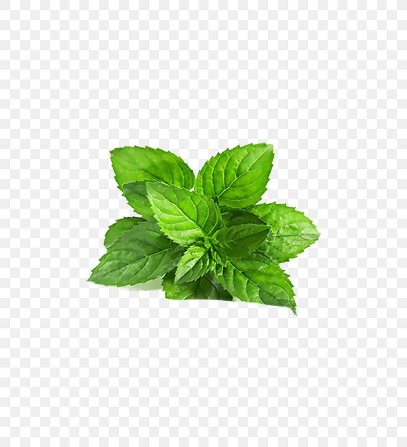 Smoothie Chutney Mentha Arvensis Peppermint Mentha Spicata, PNG, 740x900px, Smoothie, Basil, Chutney, Curry Tree, Extract Download Free