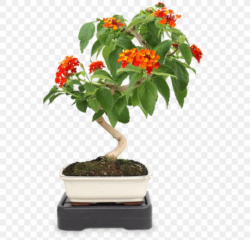 Bonsai Houseplant Zanthoxylum Piperitum Flowerpot Tree, PNG, 825x793px, Bonsai, Cotoneaster, Cultivo, Flowerpot, Grevillea Robusta Download Free