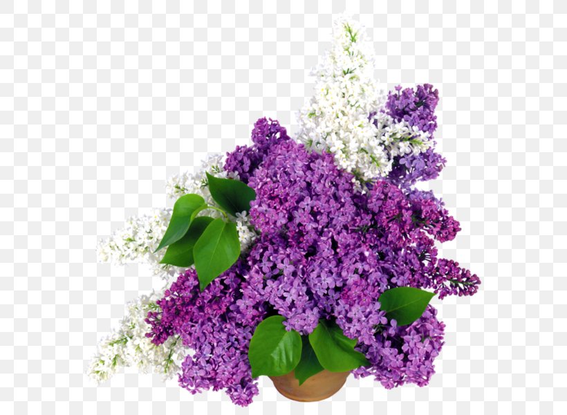 Common Lilac Flower Bouquet Cut Flowers, PNG, 600x600px, Common Lilac, Annual Plant, Ceramic, Cut Flowers, Floral Design Download Free
