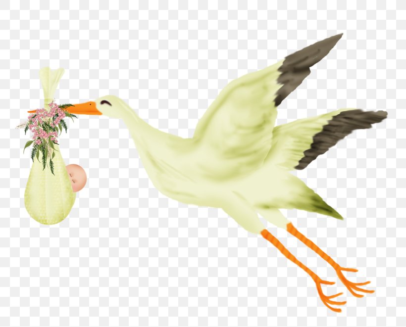 Duck Goose Beak Feather Fauna, PNG, 806x661px, Duck, Animal, Animal Figure, Beak, Bird Download Free