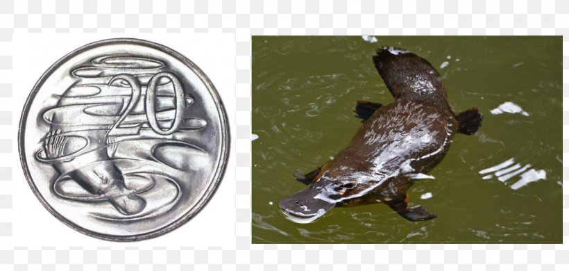 Platypus Australian Twenty-cent Coin Mammal Monotreme, PNG, 1280x609px, Platypus, Amphibian, Animal, Australian Twentycent Coin, Claws Download Free