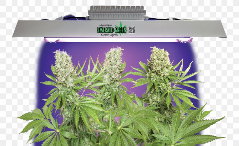 Grow Light Cannabis Light-emitting Diode Lighting, PNG, 970x592px, Grow Light, Cannabis, Cannabis Cultivation, Efficiency, Electrodeless Lamp Download Free