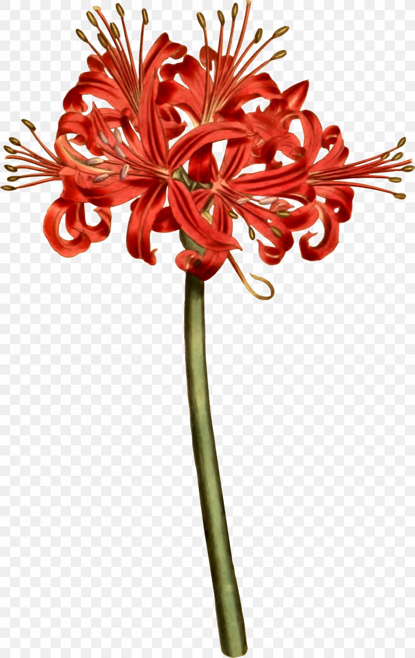 Red Spider Lily Drawing Easy Red Spider Lily Bodaqwasuaq
