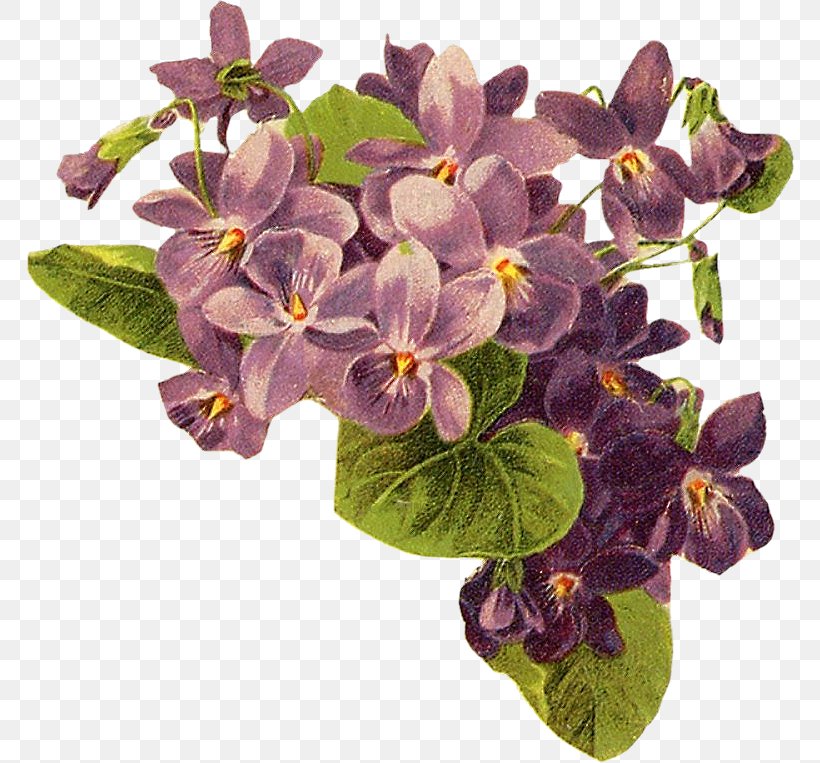 Violet Purple Bokmärke Lilac Clip Art, PNG, 768x763px, Violet, African Violets, Common Blue Violet, Flower, Flowering Plant Download Free