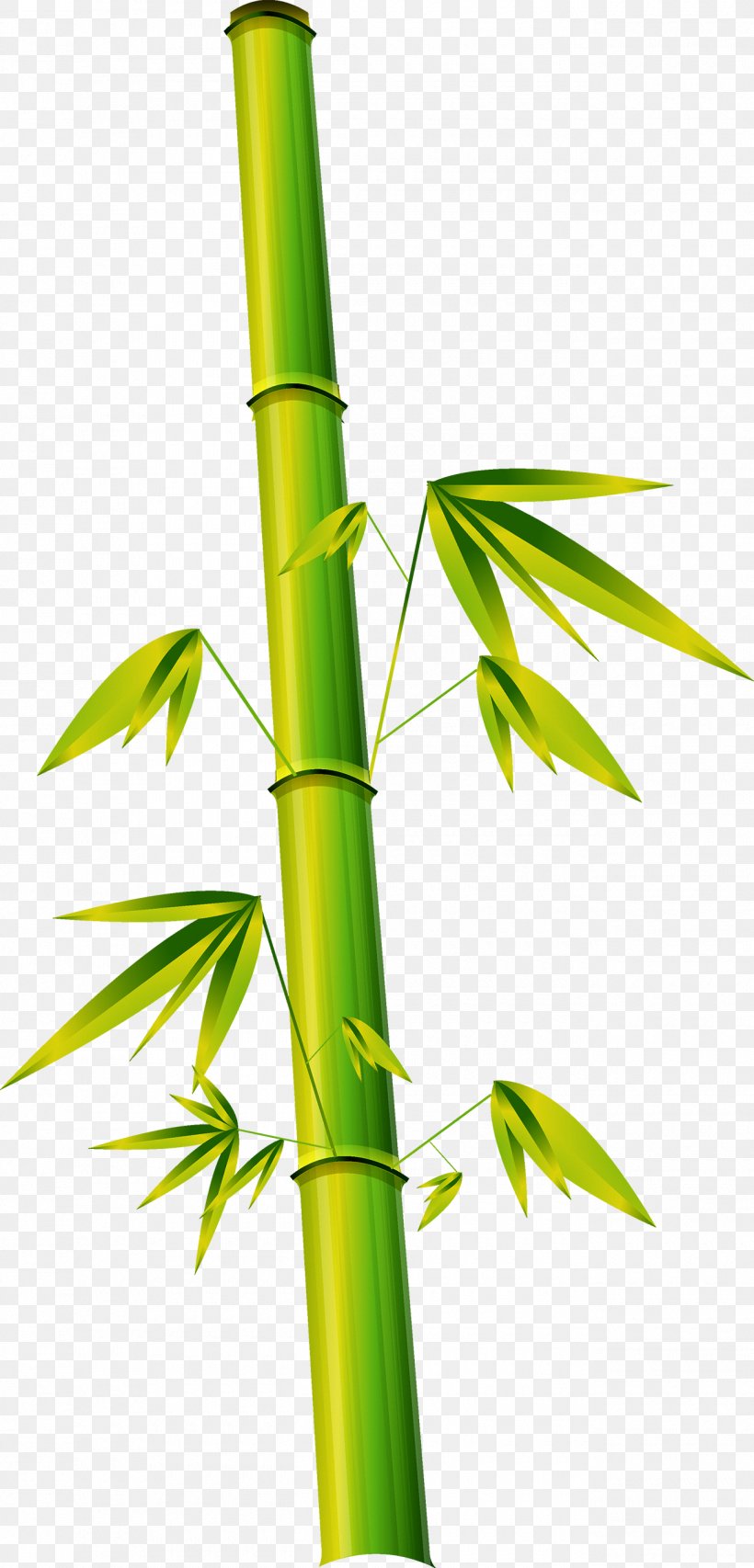 Bamboe Bamboo Phyllostachys Euclidean Vector, PNG, 1300x2705px, Bamboe, Bamboo, Cdr, Energy, Grass Download Free