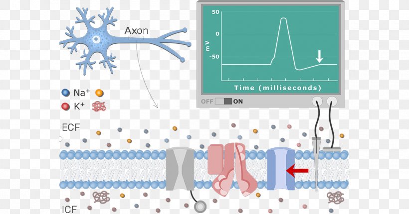 Diagram Neuron Resting Potential Action Potential Membrane Potential, PNG, 1200x630px, Diagram, Action Potential, Area, Axon, Axon Hillock Download Free