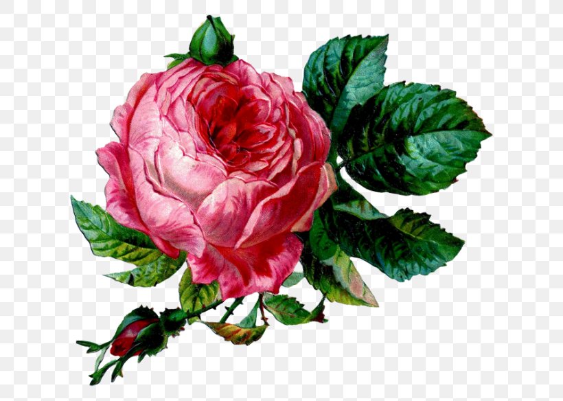 Flower Vintage Clothing Garden Roses Clip Art, PNG, 650x584px, Flower, Abziehtattoo, Cut Flowers, Floribunda, Flowering Plant Download Free