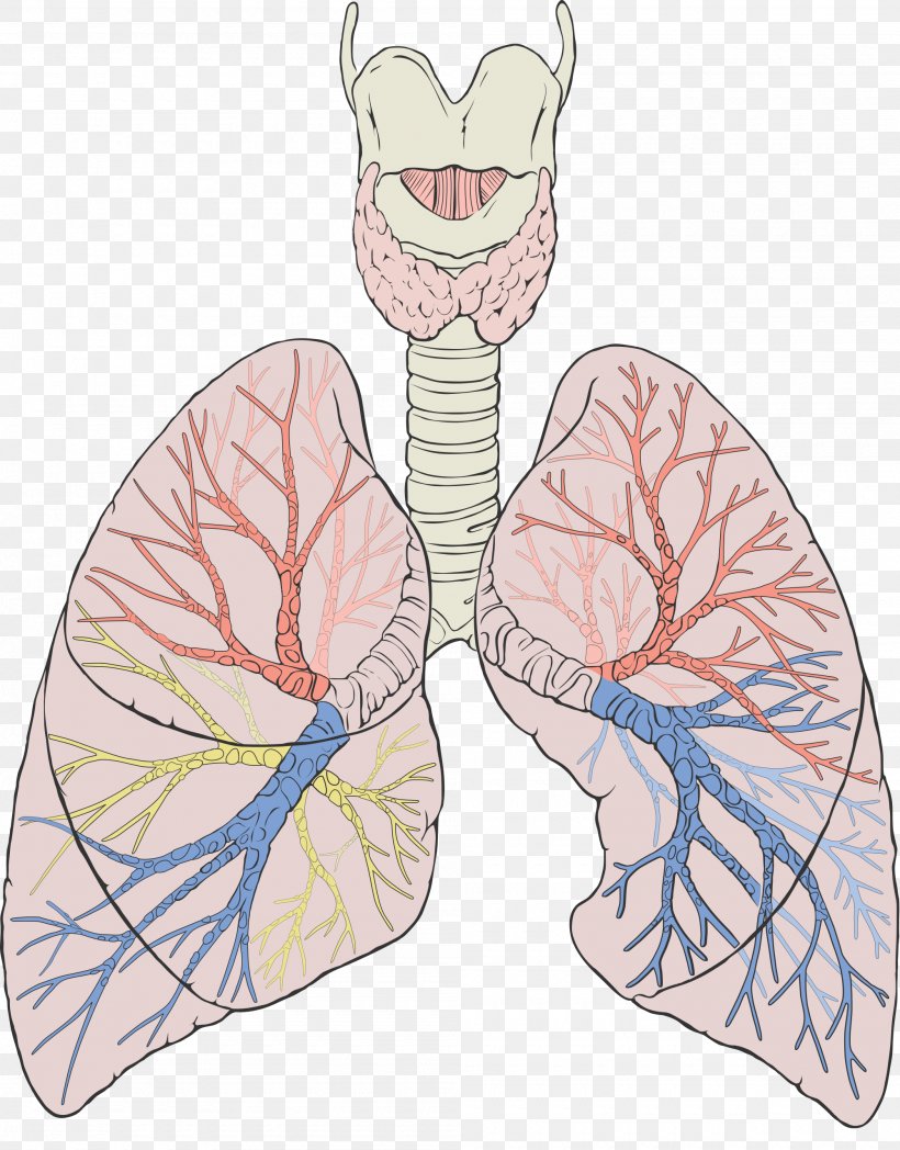 Lung Gas Exchange Anatomy Respiratory System Breathing, PNG, 2000x2557px, Watercolor, Cartoon, Flower, Frame, Heart Download Free