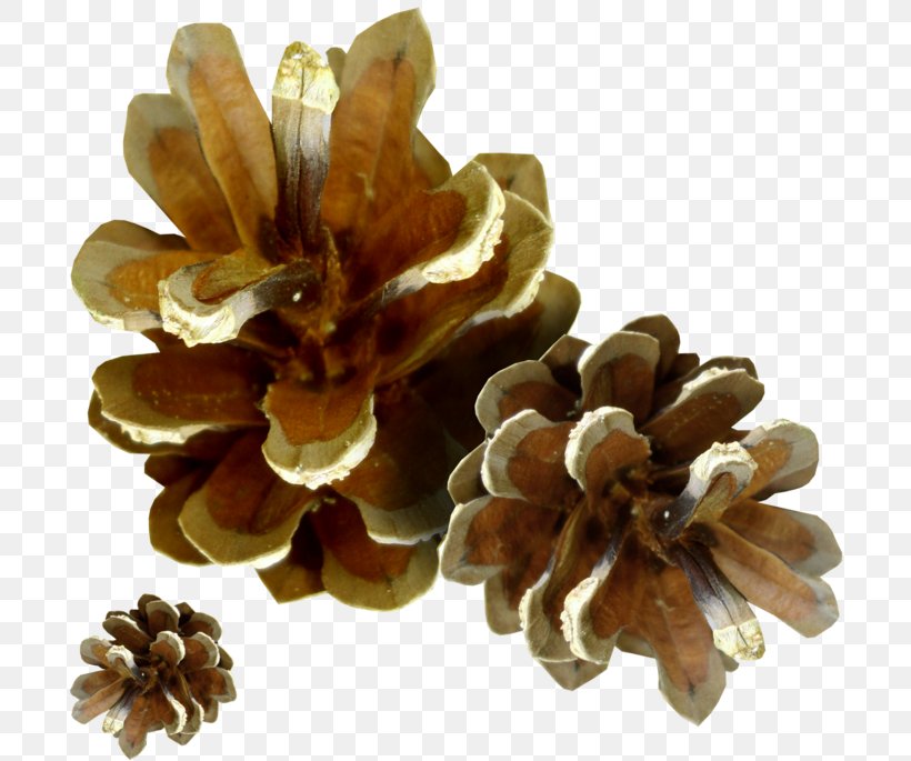 Spruce Pine Conifer Cone Clip Art, PNG, 700x685px, Spruce, Conifer Cone, Drawing, Information, Material Download Free
