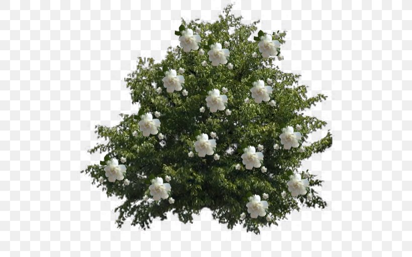 Arabian Jasmine Shrub Plant Tree, PNG, 512x512px, Arabian Jasmine, Cotoneaster, Cut Flowers, Flower, Flowering Plant Download Free