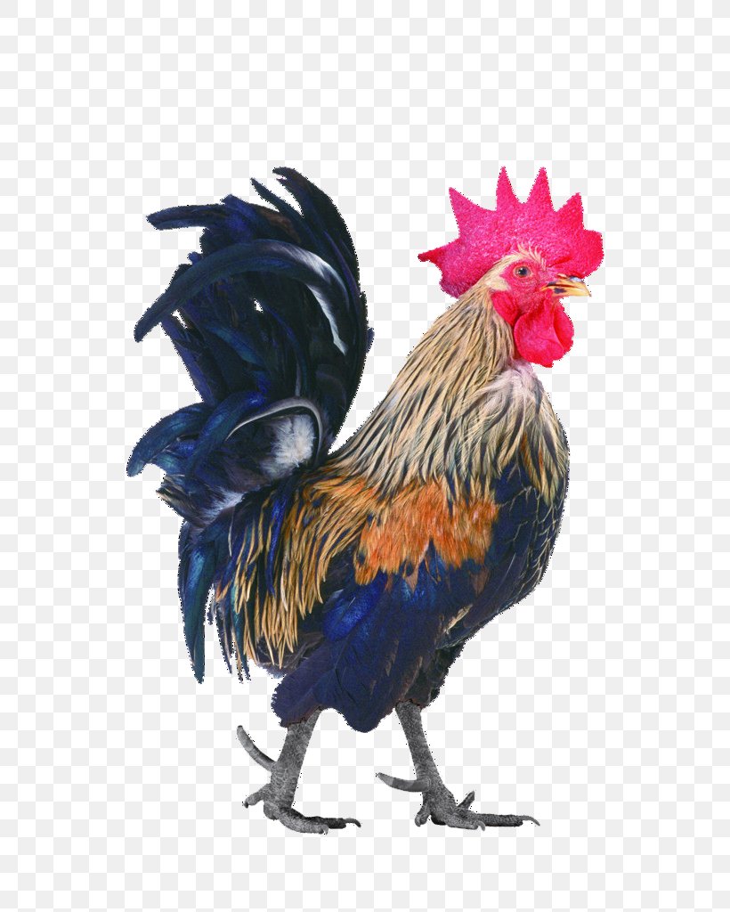 Chicken Rooster, PNG, 727x1024px, Chicken, Beak, Bird, Chicken Coop, Chickens As Pets Download Free