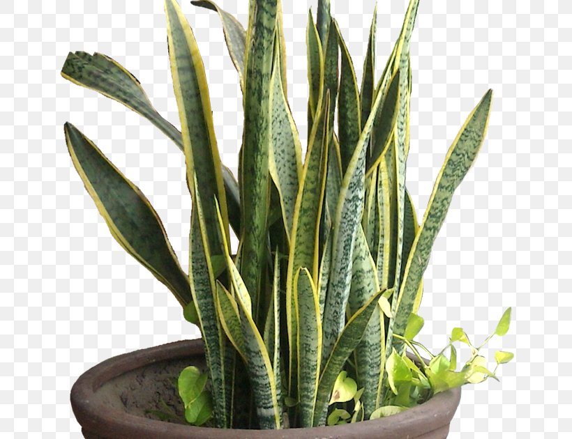 Viper's Bowstring Hemp Sansevieria Cylindrica Tropical Africa, PNG, 657x630px, Sansevieria Cylindrica, Aloe Vera, Arecaceae, Bowstring, Flowerpot Download Free