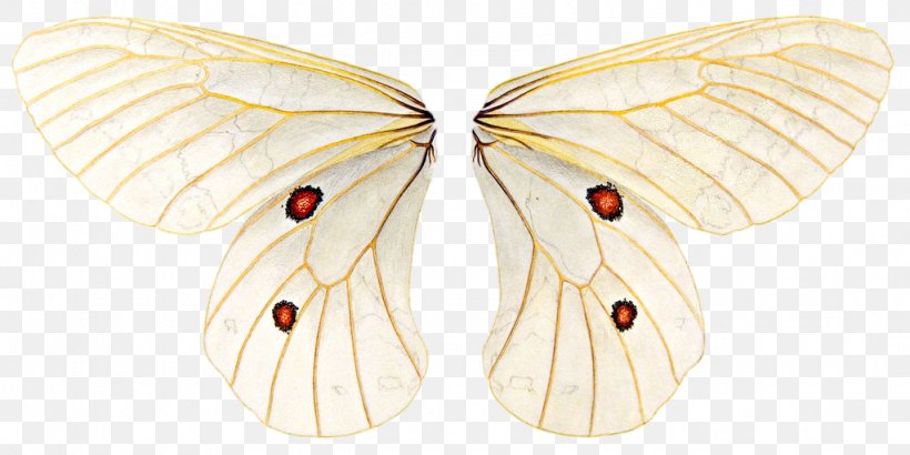 Butterfly, PNG, 1024x513px, Butterfly, Blog, Bombycidae, Drawing, Gonepteryx Download Free