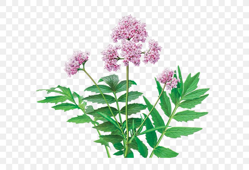 Herbal Tea Dietary Supplement Valerian, PNG, 600x560px, Tea, Caffeine, Capsule, Dietary Supplement, Extract Download Free