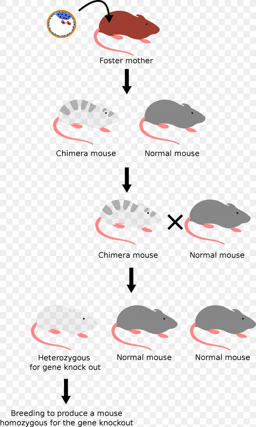 Molecular Cell Biology Knockout Mouse House Mouse Gene Genome, PNG, 2000x3337px, Molecular Cell Biology, Area, Brand, Common Fruit Fly, Diagram Download Free