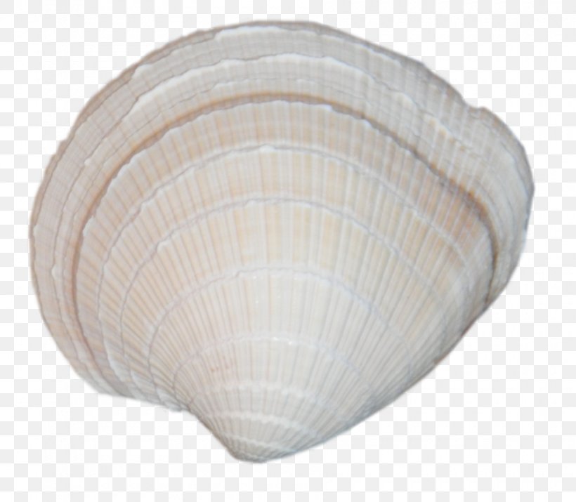 Cockle Clam Seashell Assateague Adventure, PNG, 900x785px, Cockle, Assateague Adventure, Baltic Clam, Beach, Clam Download Free