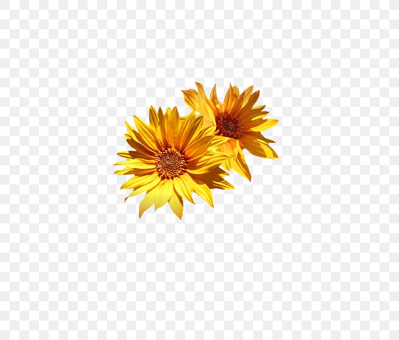 Common Sunflower Chrysanthemum Cut Flowers Sunflower Medley Printing, PNG, 452x700px, Common Sunflower, Acrylic Paint, Chrysanthemum, Chrysanths, Cut Flowers Download Free