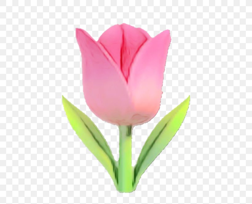 Flowering Plant Tulipa Humilis Flower Petal Tulip, PNG, 720x663px, Watercolor, Cut Flowers, Flower, Flowering Plant, Lady Tulip Download Free