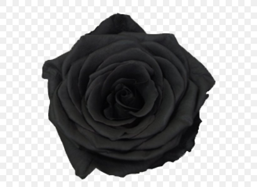 Garden Roses Cut Flowers Petal, PNG, 598x598px, Garden Roses, Black, Black M, Cut Flowers, Flower Download Free
