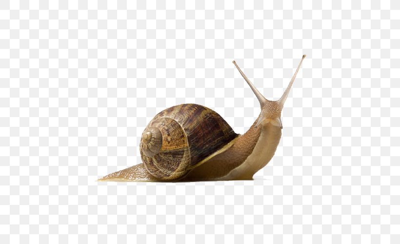 Garden Snail Burgundy Snail, PNG, 500x500px, Garden Snail, Burgundy Snail, Helix, Image Resolution, Invertebrate Download Free